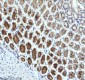 Anti-TRIM25 Monoclonal Antibody